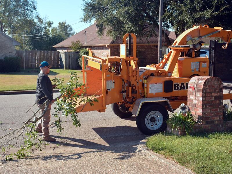 Tree removal project in Rockford, IL
