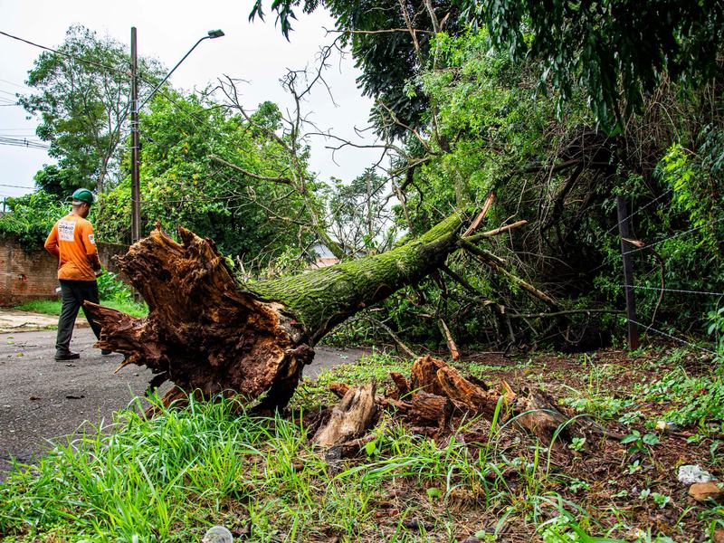 Tree removal crew working near Rockford